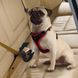 Ferplast DOG TRAVEL BELT - автомобильный ремень безопасности для собак