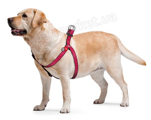 Collar WAUDOG Nylon Кавун - нейлонова шлея для собак - 40-55 см Petmarket