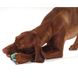 Petstages Calming Treat Capsule - Капсула для ласощів - іграшка для собак