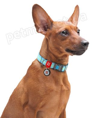 Collar WAUDOG Nylon Glow - cветонакопительный нейлоновый ошейник для собак - 24-40 см, голубой Petmarket
