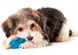 Petstages Orka Косточка и Гантель - набор игрушек для маленьких собак и щенков