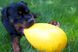 Jolly Pets EGG М'яч - іграшка для собак - 20 см, Жовтий
