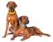 Collar WauDog GLAMOUR - кожаный ошейник для собак (без украшений) - 18-21 см Черный