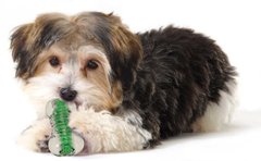 Petstages CRUNCHCORE - Хрустящая Кость - игрушка для собак - Medium Petmarket