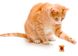 Petstages TOAST TOSSER - Веселый тост - игрушка для кошек