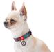Collar WAUDOG Nylon Літо - нейлоновий нашийник для собак - 23-35 см
