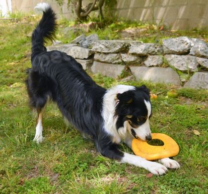 West Paw DASH Frisbee - Деш Фрісбі - іграшка для собак, блакитний Petmarket
