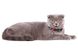 Collar WAUDOG Nylon Лето - нейлоновый ошейник для собак и кошек - 20-30 см