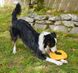 West Paw DASH Frisbee - Дэш Фрисби - игрушка для собак, голубой