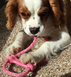 Kong Puppy Goodie Bone - косточка с веревкой для щенков мини пород - XS