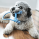 Kong Puppy Goodie Bone - косточка с веревкой для щенков мини пород - XS