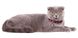 Collar WAUDOG Nylon Арбуз - нейлоновый ошейник для мелких пород собак и кошек - 20-30 см