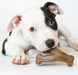 Benebone Puppy Pack - набір з 2 міцних жувальних іграшок зі смаком бекону для цуценят вагою до 7 кг