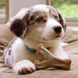 Benebone Puppy Pack - набір з 2 міцних жувальних іграшок зі смаком бекону для цуценят вагою до 7 кг