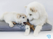 Benebone Puppy Pack 2 - набір з 2 міцних жувальних іграшок зі смаком бекону для цуценят вагою до 7 кг