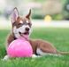 Jolly Pets Bounce-n-Play Мяч - игрушка для собак, розовый, 11 см
