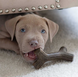 Benebone Puppy Pack 2 - набір з 2 міцних жувальних іграшок зі смаком бекону для цуценят вагою до 7 кг