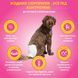 Out! PetCare Comfort Dri Disposable Fashion Diapers - Одноразові підгузки для собак - XS/S, 16 шт
