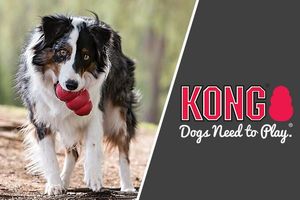 KONG: легенда серед надміцних іграшок для собак
