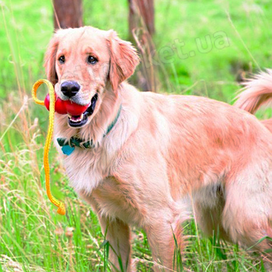 Kong Classic - іграшка-годівниця для собак Petmarket
