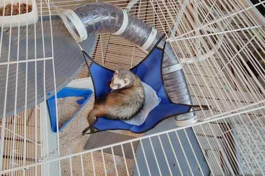 Ferplast FURET XL - клітка для тхорів і щурів % (57062414) для