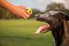 Nerf LED Bash Ball - Cветящийся мяч - игрушка для собак