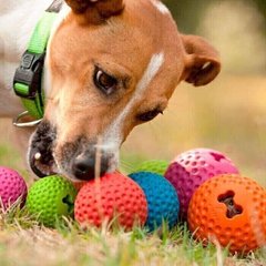 Rogz GUMZ BALL M - Гамз Бол - игрушка для мелких и средних пород собак - синий Petmarket