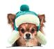 Pet Fashion ШАПКА-УШАНКА - аксессуары для собак - XS