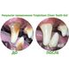 TropiClean Advanced Whitening Gel - відбілюючий гель для чищення зубів у собак - 118 мл
