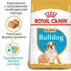 Royal Canin BULLDOG Puppy - корм для цуценят англійського бульдога - 12 кг %