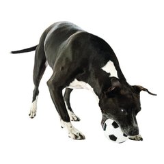 Planet Dog SOCCER - Футбольний М'яч - іграшка для собак АКЦІЯ-25% Petmarket