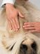 Dermoscent ATOP 7 Spot-on краплі на холку при дерматитах і роздратованій шкірі у котів і собак до 10 кг - 4 піпетки %