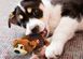 Kong SHELLS BEAR - Ведмідь - іграшка для собак - 13 см %