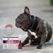 Dermoscent ATOP 7 Spot-on капли на холку при дерматитах и раздраженной коже у кошек и собак до 10 кг - 4 пипетки %