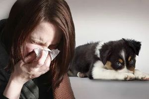 Что делать, если у вас аллергия на собак
