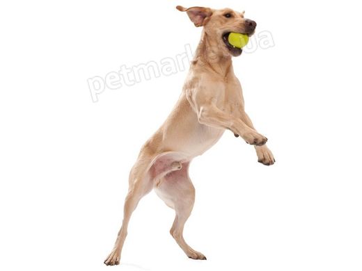 West Paw JIVE Ball - Джив Мяч - прочная игрушка для собак, 5 см, оранжевый Petmarket