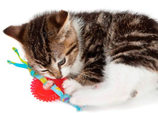 Petstages Kitty Chew Wheel - Колесо - игрушка для кошек Petmarket