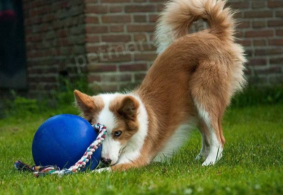 Jolly Pets Romp-n-Roll - м'яч з канатом для собак - Зелений, 16 см Petmarket