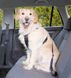 Trixie ШЛЕЯ с ремнем безопасности в автомобиль для собак - L