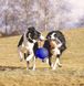 Jolly Pets Romp-n-Roll - м'яч з канатом для собак - Помаранчевий, 12 см