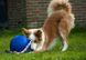 Jolly Pets Romp-n-Roll - м'яч з канатом для собак - Помаранчевий, 12 см