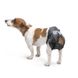 Savic COMFORT NAPPY - подгузники для собак - №1, 32-42 см
