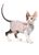 Pet Fashion ТОМАС свитер - одежда для кошек Petmarket