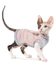 Pet Fashion ТОМАС светр - одяг для кішок, Пудровый, XS