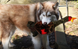 Kong Shakers Honkers Turkey - игрушка для собак крупных пород - L