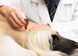 Dermoscent ATOP 7 spot-on краплі на холку при дерматитах і роздратованій шкірі у собак 10-20 кг - 4 піпетки %
