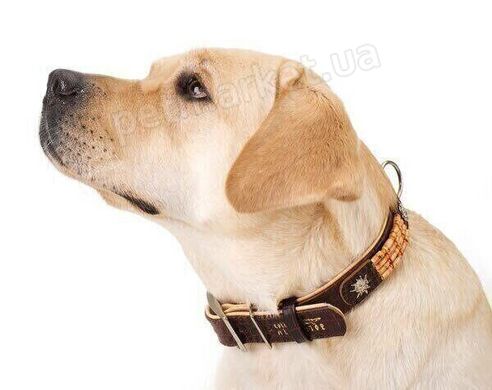 Collar ALLIGATOR - кожаный ошейник с украшением для собак - 38-49 см, Красный % РАСПРОДАЖА Petmarket
