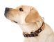 Collar ALLIGATOR - шкіряний нашийник з прикрасою для собак - 27-36 см, Чорний % РОЗПРОДАЖ