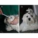 Eye Envy NR Solution - ЗАВИДНЫЕ ГЛАЗКИ - лосьон от слезных пятен для собак
