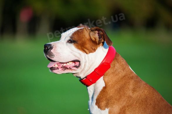 Collar WauDog GLAMOUR - шкіряний нашийник для собак (без прикрас) - 38-49 см Чорний Petmarket
